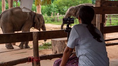 A woman uses a phone to film elephants in an enclosure