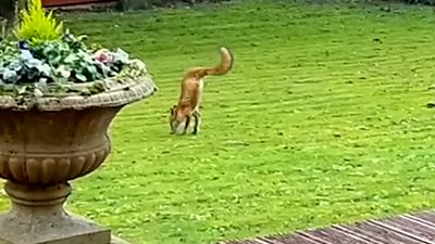 The two-legged fox could be seen searching for food.