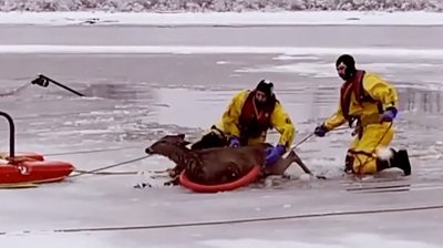 Two firefighters pull deer out of frozen lake