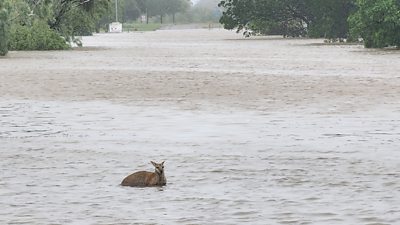 A kangaroo in water