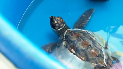 Tonnie the sea turtle in the incubator