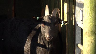 The animals of Gorgie Farm have left as the site closes after 40 years.