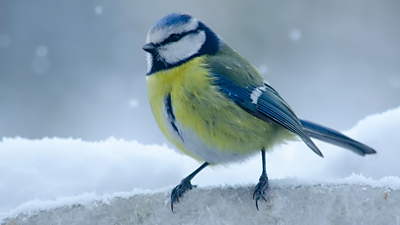  Blue Tit in snow