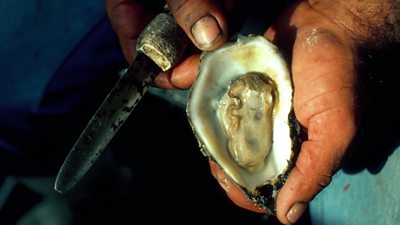 A Louisiana oyster