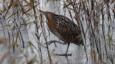 Bittern walking on ice