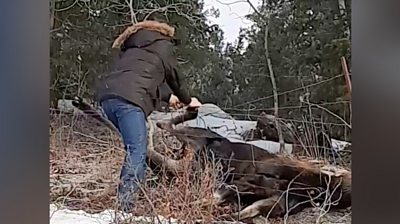 Man saves moose