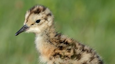 A curlew chick