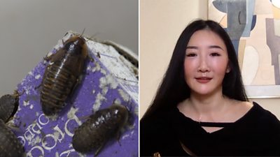 Cockroaches from the San Antonio Zoo and Xiaoan Chen
