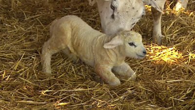 Little lamb struggling to stand up