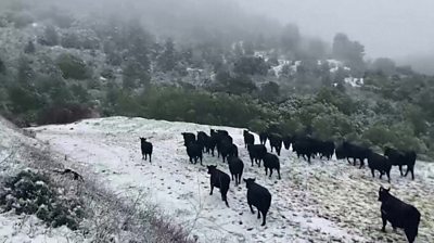 Cattle in snow in the Berkley Hills.