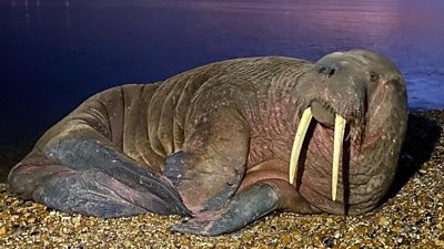 Thor the walrus: Arctic animal spotted in Iceland