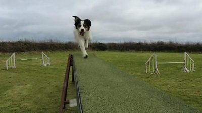 Eleven-year-old Maisie is now competing at the world famous dog competition, Crufts.