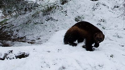Whipsnade Zoo's wolverines filmed playing in the snow