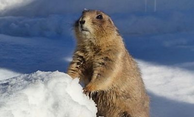 A prairie dog in  the snow