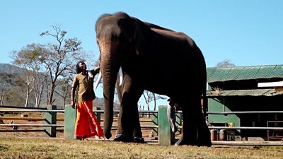 The film tells the story of an indigenous couple as they care for an injured baby elephant.