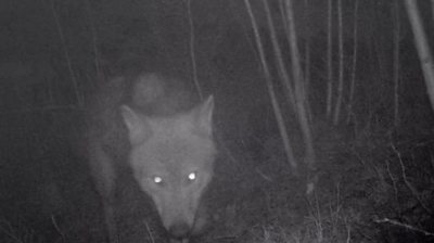 Tracking cameras show wolves in Belgium