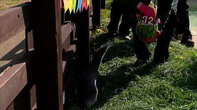 Zoo staff are mourning the loss of what was believed to be the world's oldest Humboldt penguin after her death at 32.
