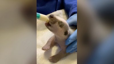 Badger cub being fed