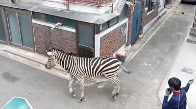 Zebra roaming streets in Seoul