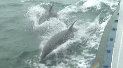 Dolphins jump out of water