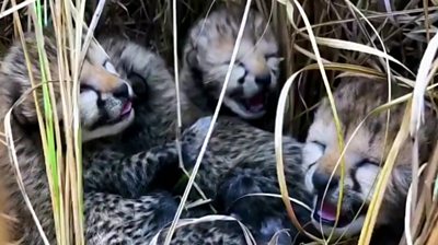Four cheetah cubs yawning in in Kuno National Park, India