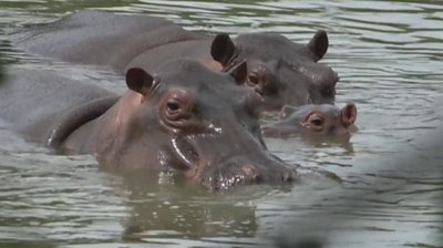 Escobar's hippos