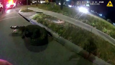 Bodycam footage of alligator in the street