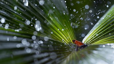 A red frog on a leaf, surrounded by water droplets.