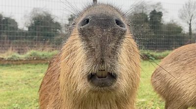 A capybara