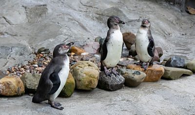 Penguins at West Midland Safari Park