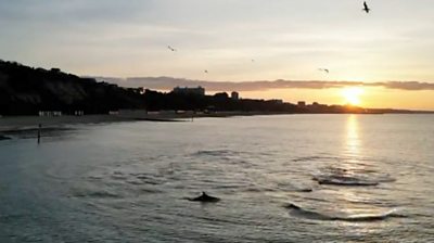 Dolphins at Branksome Chine