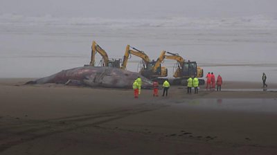 Diggers being used to remove whale