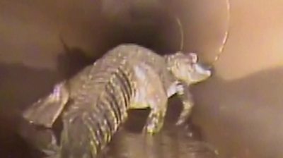 Robot camera spots alligator in Florida water pipe