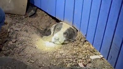 Dog stuck in rubble