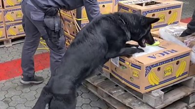 Dog sniffing box of drugs