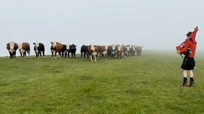 Man playing bagpipes for cows