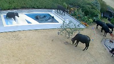 Buffaloes in swimming pool