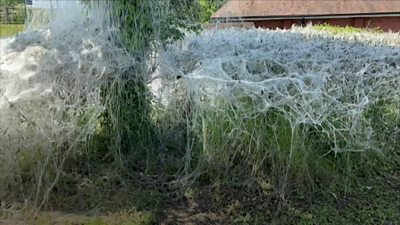 Caterpillar webs