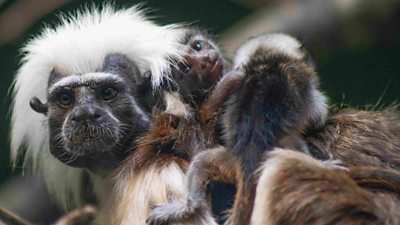 Cotton-headed Tamarin triplets