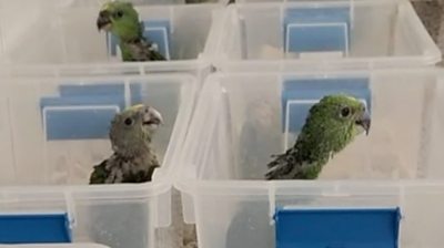 Parrots from the Amazon go on quite the adventure when they showed up in the Miami International Airport.