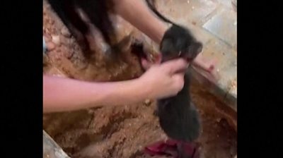 Woman grabs the kitten from the pipe