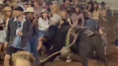 Escaped bull charges into crowd in Kununurra, Western Australia