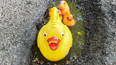 Rubber ducks in a pothole