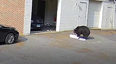 Bear eating cupcakes