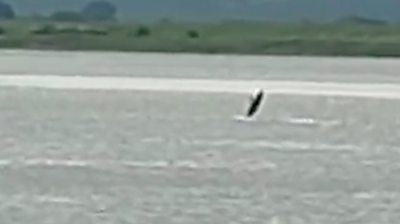 A pod of was captured on video swimming and jumping near a river estuary by a wildlife trust worker.