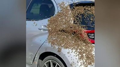 bee swarm on car