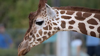 A giraffe at Colchester Zoo.