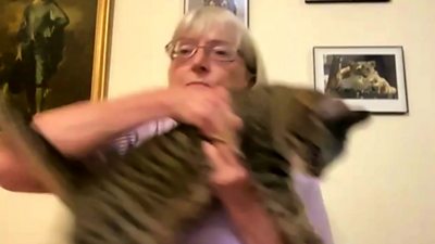 Cat jumping onto owner's lap during BBC interview