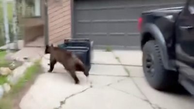 Bear running out of car