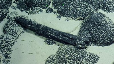 A fossilised whale bone